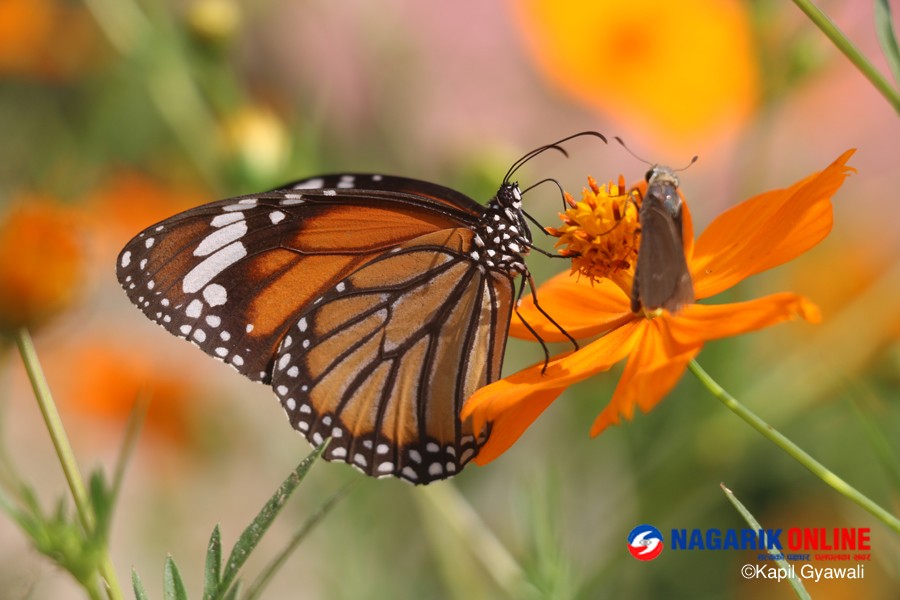 putali butterfly.jpg
