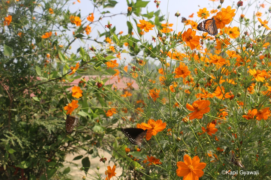 butterfly flower.jpg