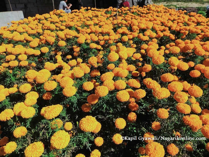 flower.jpg
