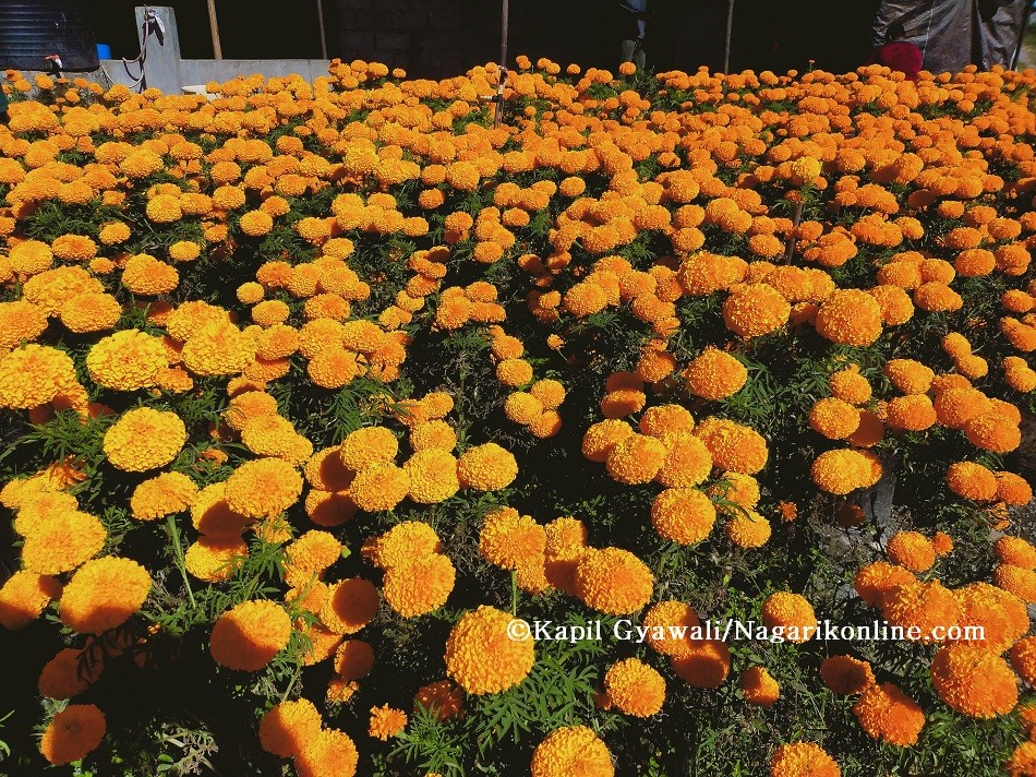 flowers a.jpg