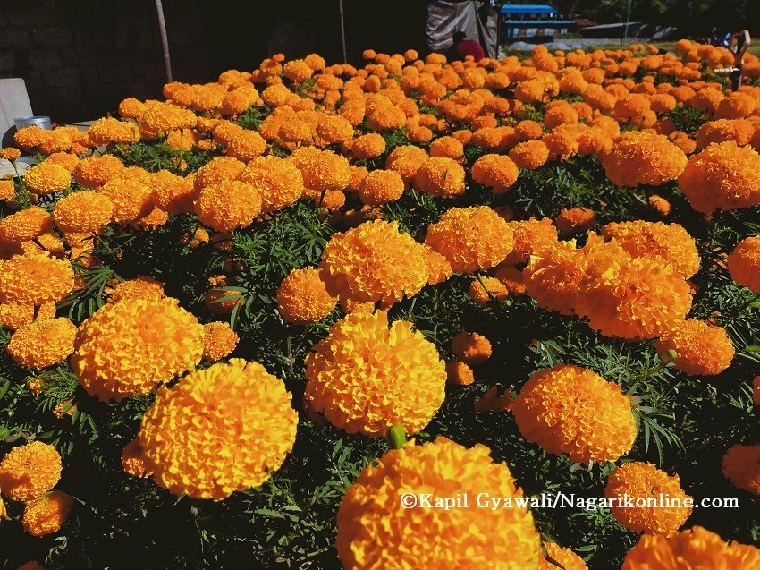 phol flower.jpg