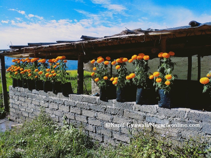 pokhara flower.jpg