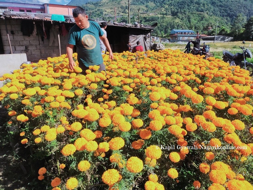 flower.jpg