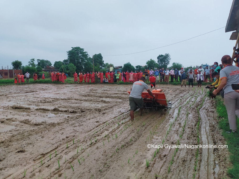 mechain dhan khet.jpg