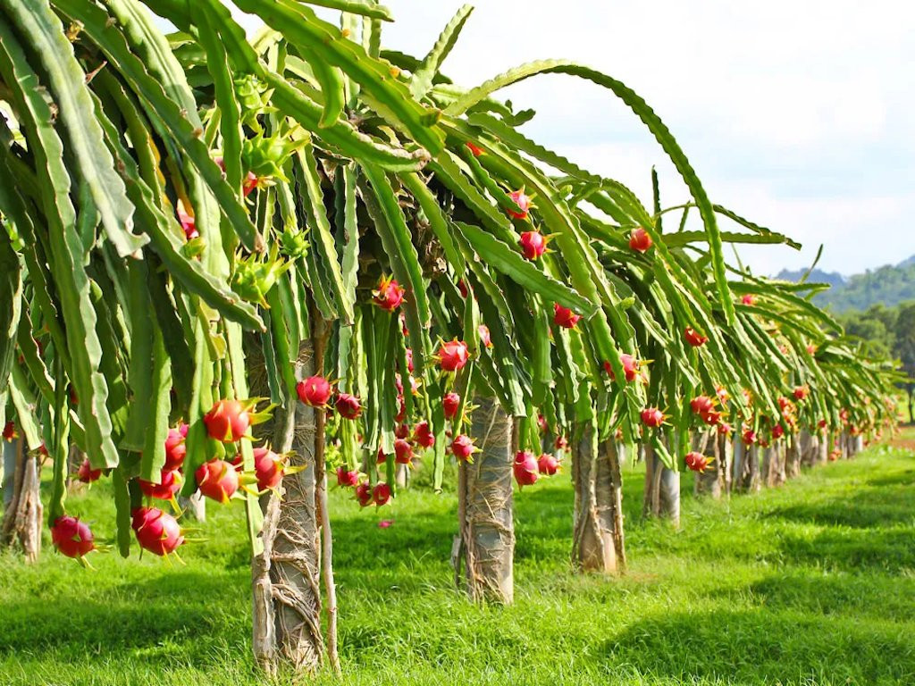 dragon-fruit.jpg