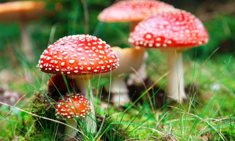 जङ्गलबाट ल्याएको  बिषालु च्याउ खाँदा बुटवल १२ मा ६ जना बिरामी,सबै बेहाेस्