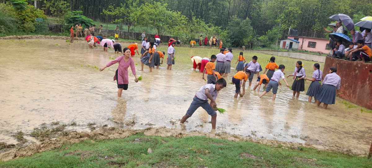 गुल्मीका खेतमा २५ प्रतिशत धान रोपाइँ सकियो