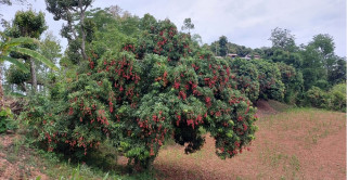लिची गाउँको पहिचान बनेको गुल्मी थोर्गाका किसान व्यावसायिक लिची उत्पादनमा