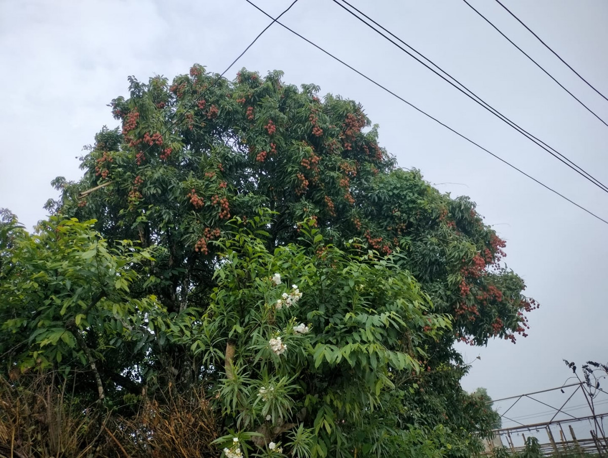 lichi gulmi.jpg