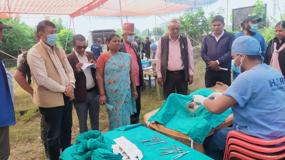 तिलोत्तमाका तीन सय सामुदायिक कुकुरहरुको बन्ध्याकरण थालियो