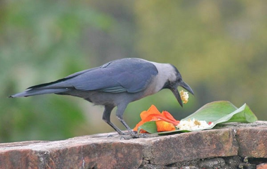 तिहार शुरु : यमपञ्चकको पहिलो दिन आज कागतिहार
