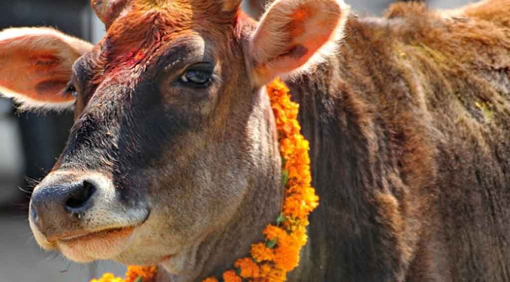 तिहारको तेस्रो दिन : आज गाई पूजा