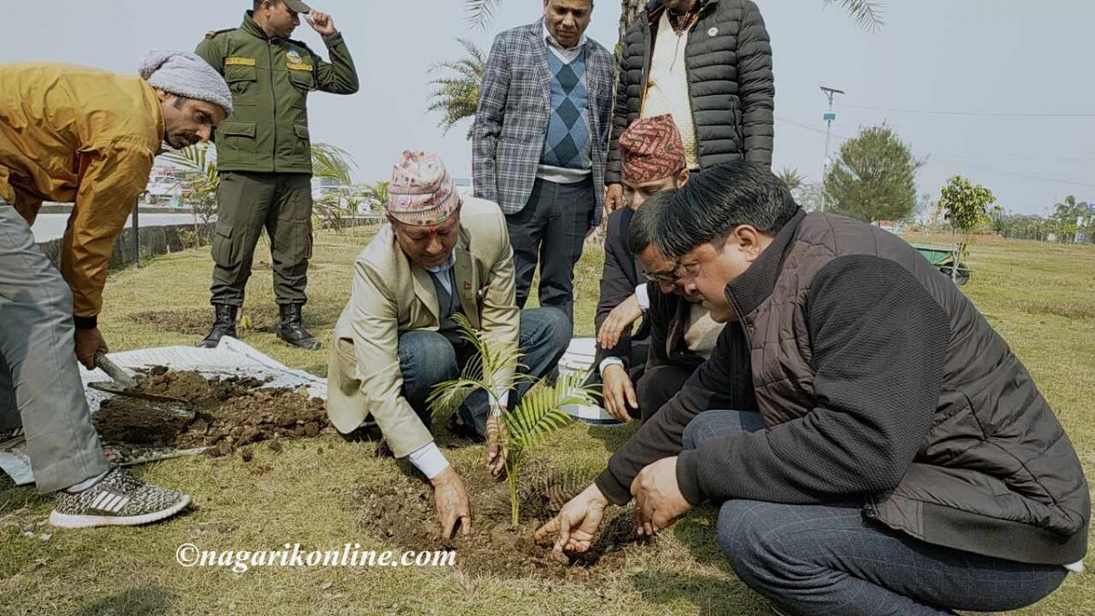 जन्मदिनमा रूख राेपेर वातावरण बचाँउदै तिलोत्तमाका मेयर खाँण