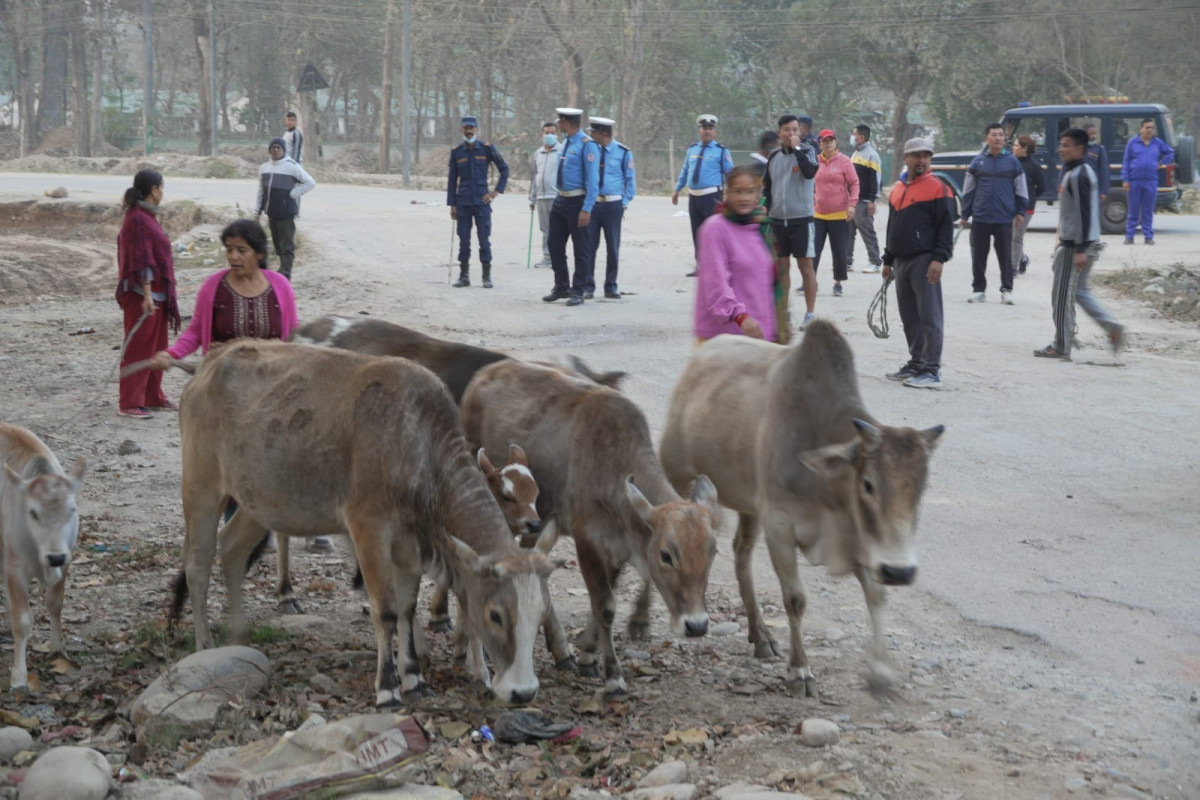 छाडा चौपाया व्यवस्थापनमा बुटवल उपमहानगरको पहल कदमी (फोटोफिचर)