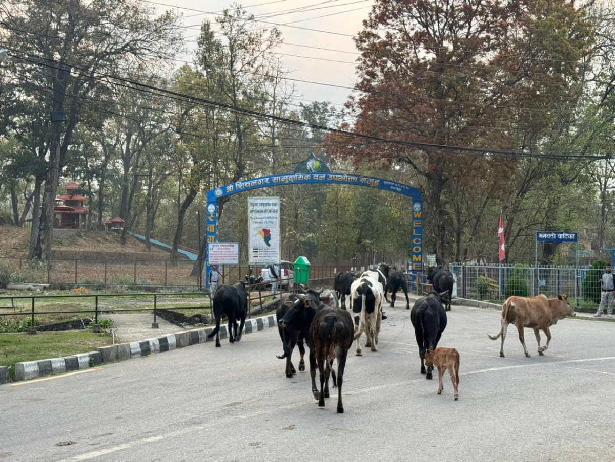 sadak ka gai bastu.jpg