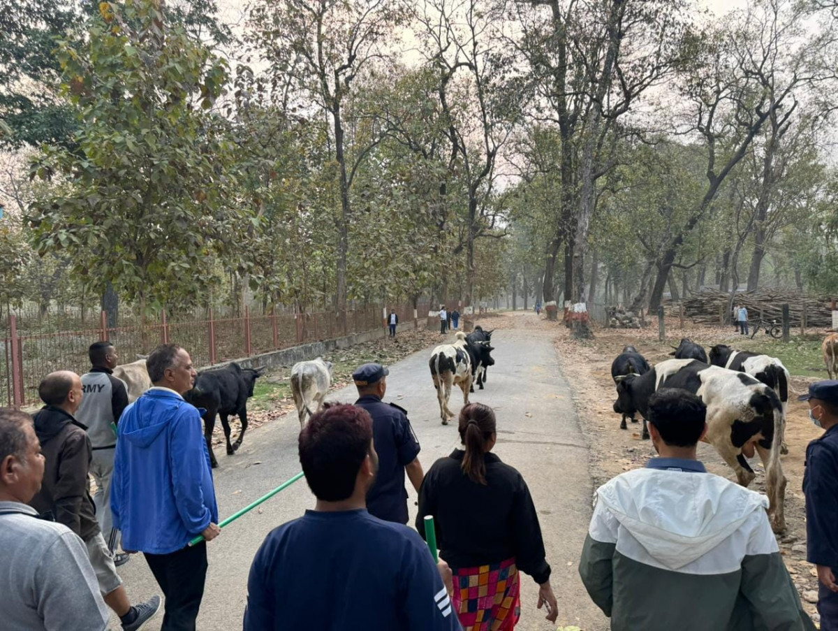बुटवल उपमहानगरपालिकामा छाडा चौपाया ब्यवस्थापनलाई तिब्रता
