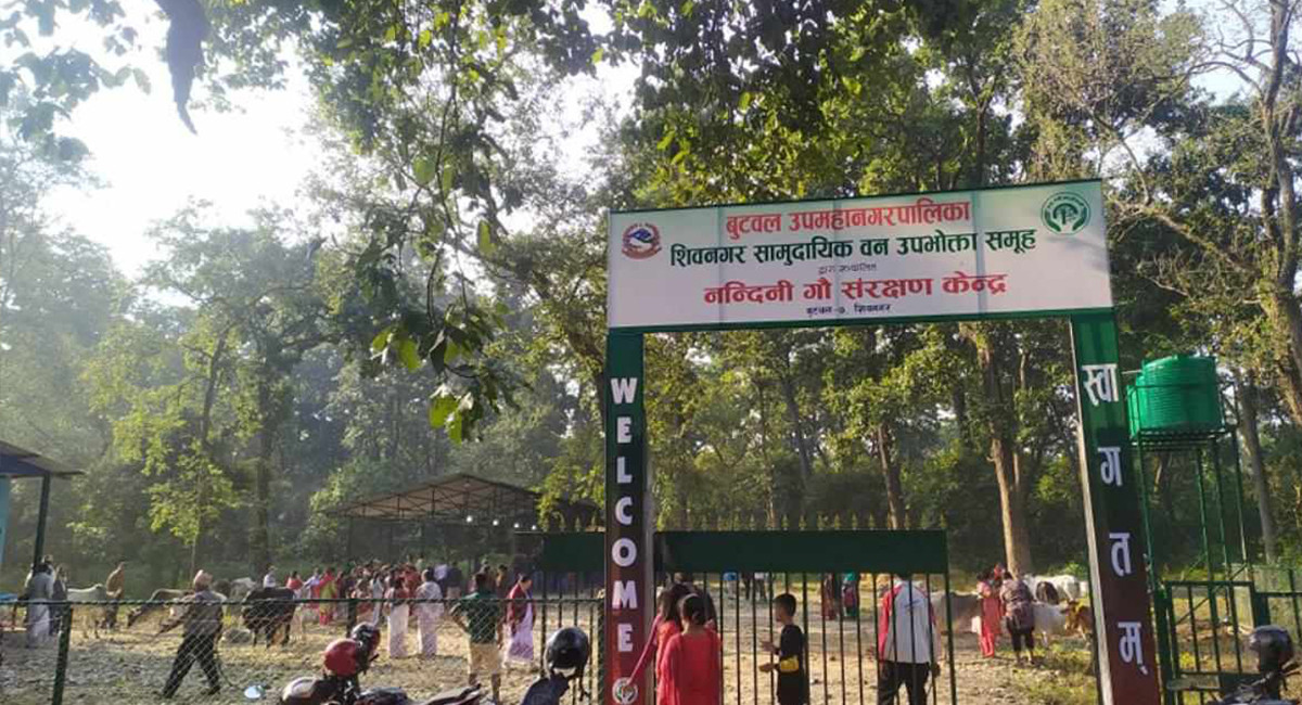 gau sala.jpg