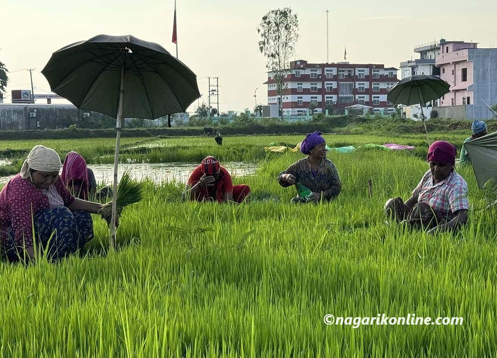 धान बालीका लागि थप एक लाख उन्नाइस हजार मेट्रिक टन मल ल्याइँँदै