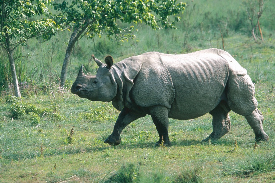 गैंडाको आक्रमणबाट नेचर गाइडको मृत्यु
