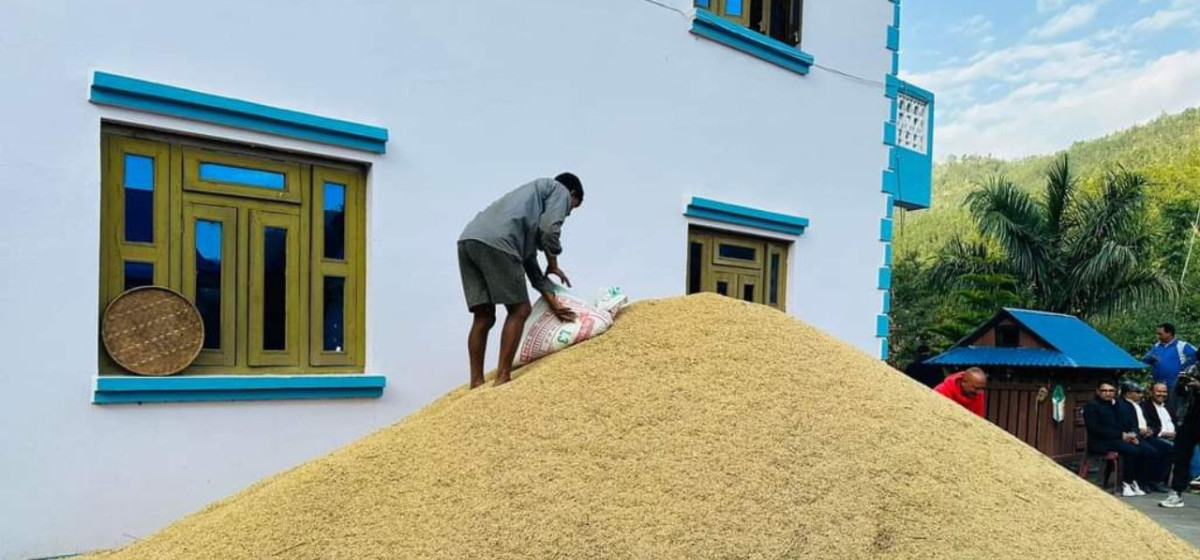 गुल्मीका कृषक अर्यालद्वारा १ सय रोपनी क्षेत्रफलमा  ३ सय मुरी भन्दा धेरै धान उत्पादन 