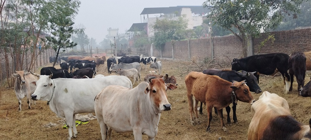 छाडा चौपाया ब्यवस्थापनमा सिद्धार्थनगरको सक्रियता
