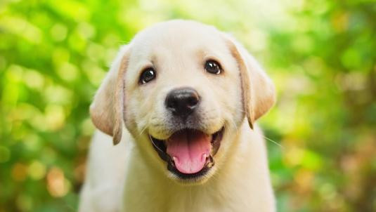 dog.jpg
