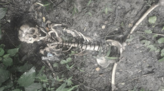 कपिलवस्तु वन क्षेत्रमा मानव कङ्काल फेला