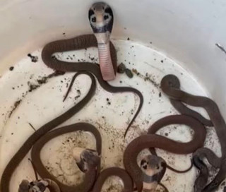 १६ वटा गोमन सर्पका बच्चाको उद्धार